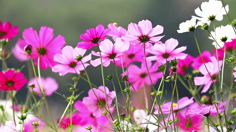 Field of pink flowers Stock Footage 43502972
