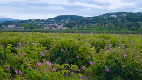 Field With Pink Flowers Stock Footage 222067187