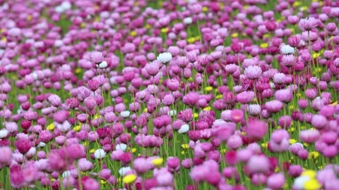 Field of pink flowers Stock Footage 286063551