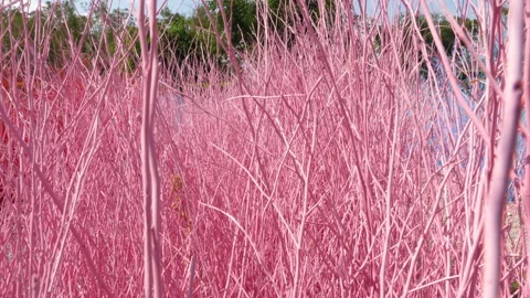 Field of Pink Grass Video stock 269483905
