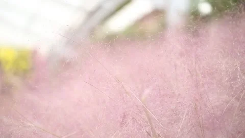 Field of pink silver grass Stock-Footage 310355598