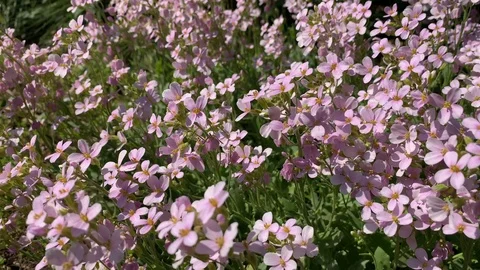 Field , pink, small flowers, moving in the wind. Stock Footage 108458845