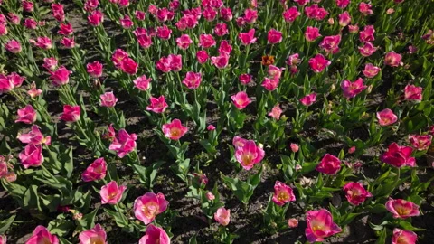 Field Of Pink Tulips Blooming In A Spring Garden Stock Footage 334848909