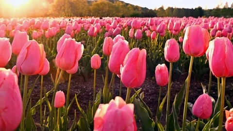 Field with pink tulips Vídeos de archivo 73307153