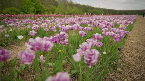 Field of pink tulips in spring Stock Footage 248759344