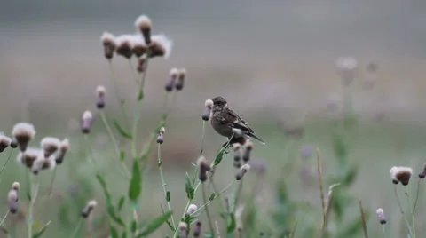 Field pipit Stock Footage 30398566