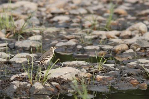 Field pipit Stock Photos
