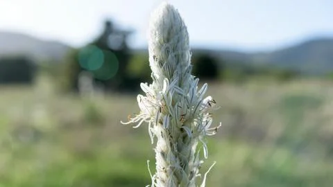 Field plant closeup Stock Photos