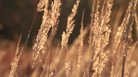 Field plant Stock Footage 166892808