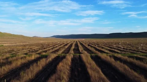 A field of plantations in spring Stock Footage 237360593