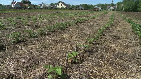 Field planted with berries. Stock-Footage 68788418
