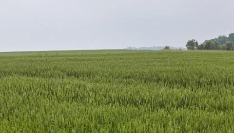 A field planted with wheat Stock Photos