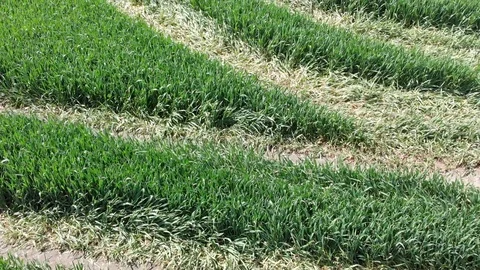Field planted with winter wheat Stock Footage 108494958