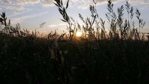 Field of plants after the rain at sunset. The sun is reflected in the drops Stock Footage 76921459