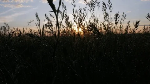 Field of plants after the rain at sunset. The sun is reflected in the drops Stock Footage 76921610