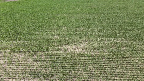 Field with plants coming up Stock Footage 132541271