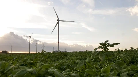 Field of plants Stock Footage 100192552