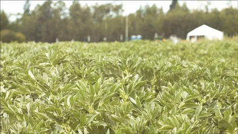 Field of plants Stock Footage 106899652