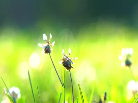 Field plants on meadows Stock Footage 80464955