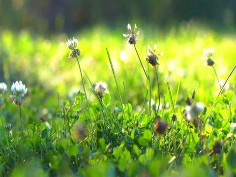 Field plants on meadows Stock Footage 80465234