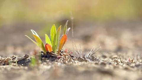 Field Plants in the Sands Stock Footage 77849171