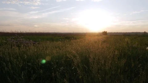 Field of plants at sunset. Moving camera. Beautiful sky. Stock Footage 76921053