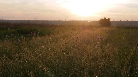 Field of plants at sunset. Moving camera. Beautiful sky. Stock Footage 76921180
