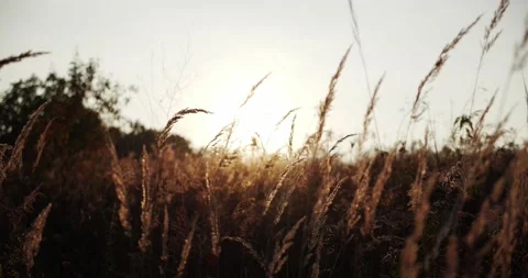 Field plants at sunset. Silver grass flower blowing in the wind Stock Footage 165811650