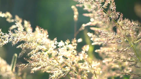 Field plants sway in the setting sun. summer meadow in sunbeams. Summer mood Stock Footage 135446024