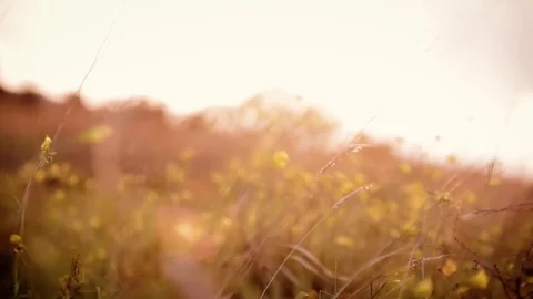 Field plants swaying to the wind Stock Footage 76282541