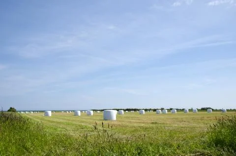 Field of plastic bales Stock Photos