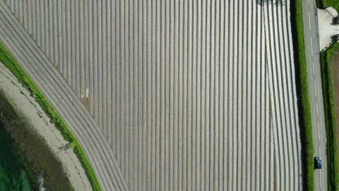 Field, plastic sheeting, overhead, push forward Stock Footage 241156841