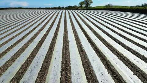 Field, plastic sheeting, push forward, low Stock Footage 241156758
