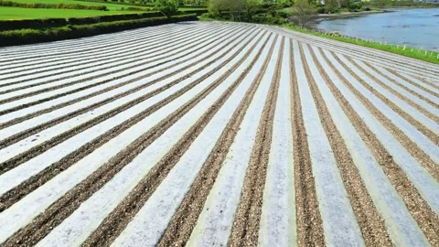 Field, plastic sheeting, push forward, medium Stock Footage 241156763