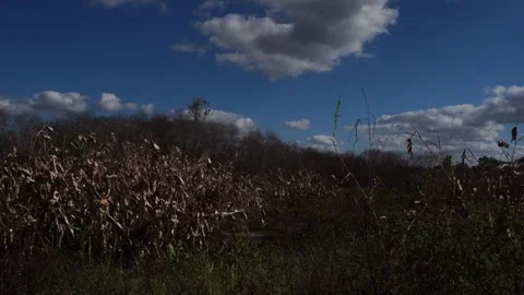 A field with plenty of dry grass and a patch of green on the ground! Stock Footage 328964945