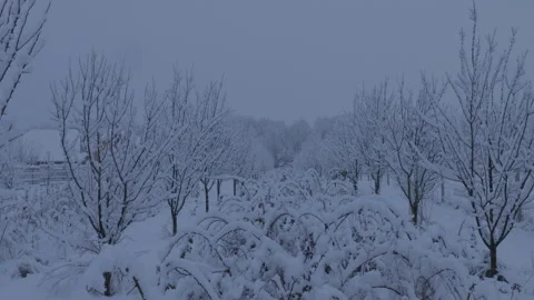 Field with plum and raspberry orchard covered in snow. 4k Winter scene with Stock Footage 327363477