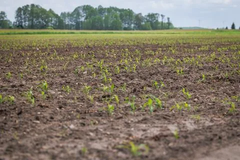 Field in Poland Stock Photos