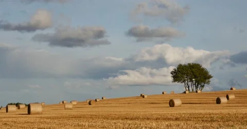 Field of Poland sunset golden fields with tree in background Stock Footage 58091025