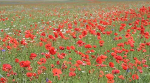 Field of poppies blowing in the wind Stock Footage 8621647