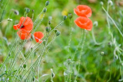 Field of poppies close up Stock Photos