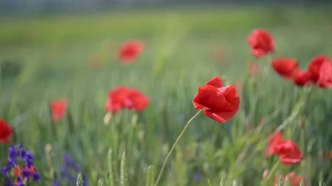 Field of poppies dancing in wind, surrounded by wildflowers, 4K slow motion. Stock Footage 307625387