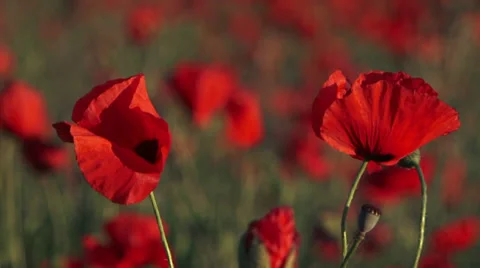 Field of poppies. Stock Footage 33867045