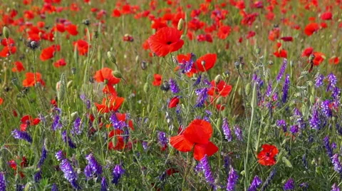 A Field of Poppies Stock Footage 51395537