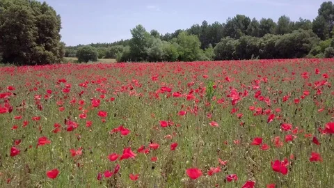 Field with poppies Stock Footage 76659130