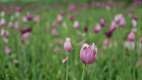 Field of poppies 库存影片 92618552