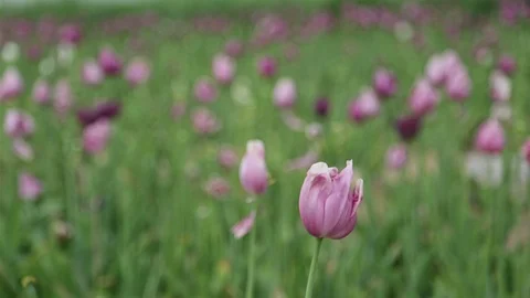 Field of poppies Stock Footage 92620179