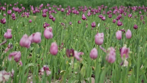 Field of poppies Stock Footage 92620717