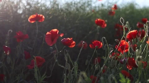 Field with poppies Video stock 165367720
