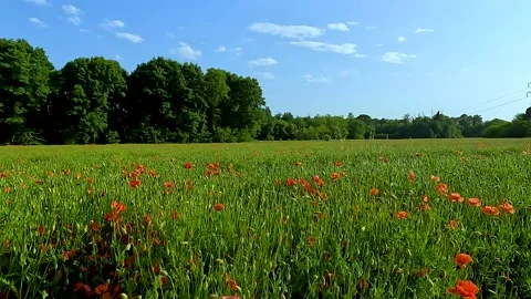 Field of poppies Stock Footage 222832641