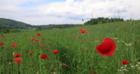 Field of poppies Video stock 243383941
